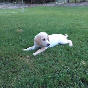 Meet your Posher, Arthur